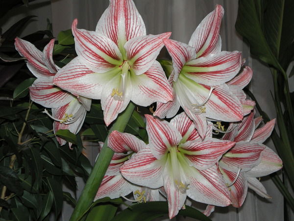 Ирина Салохина