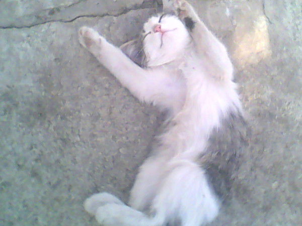 Валентин Тагаев