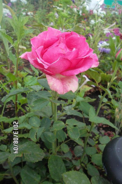 Светлана Хабибуллина