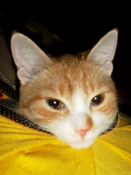 Тамара Губайдулина