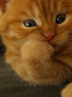 Евграфова Мария