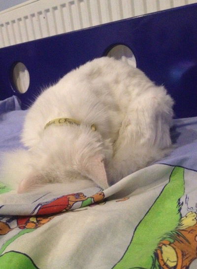 Вовка Ляшук