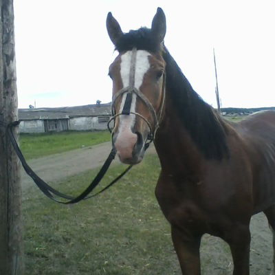 Ильяс Загитов