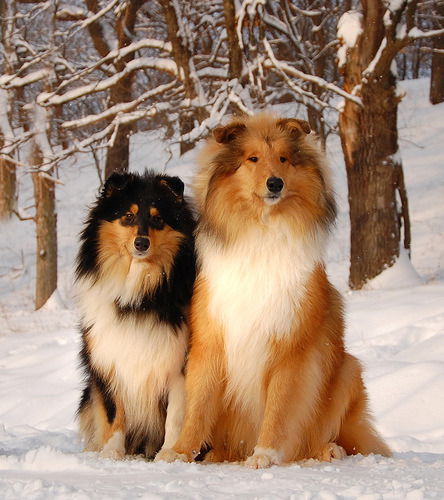 Сергей Поликарпов