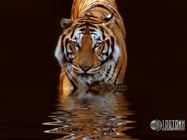 Людмила Кузичкина