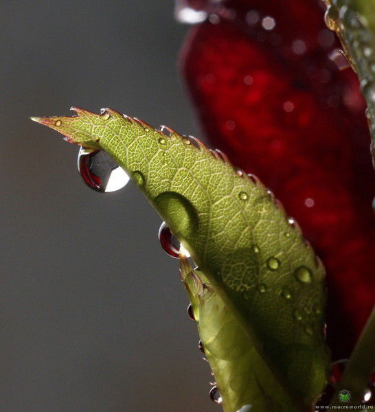 Елена Машкина