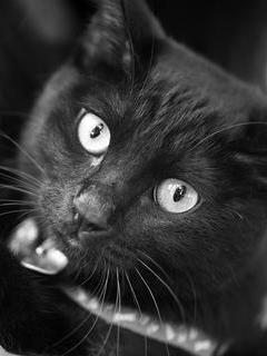 Владимир Дашкевич