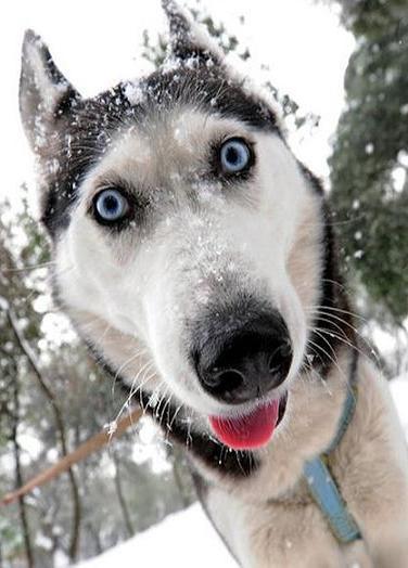 Алексей Аристов