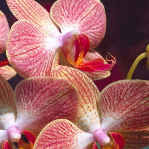 Наталья Фещенко