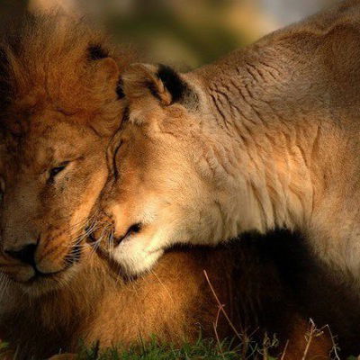 Ворис Носиров