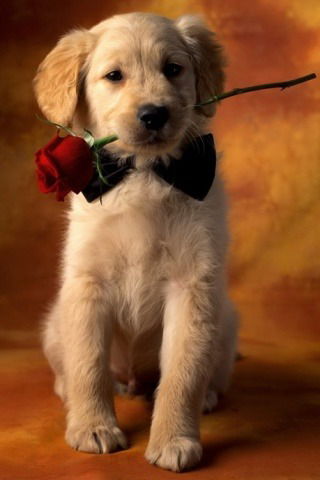 Андрей Рамзаев