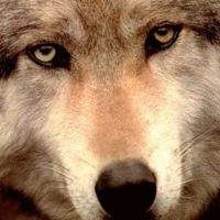 Павел Шипицин