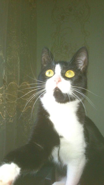 Венер Мухамедов