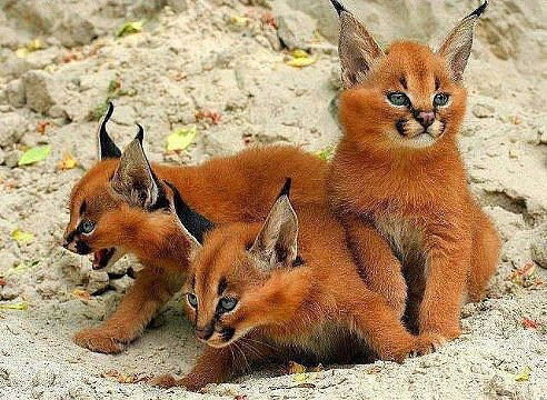 ~ Lynx ~
