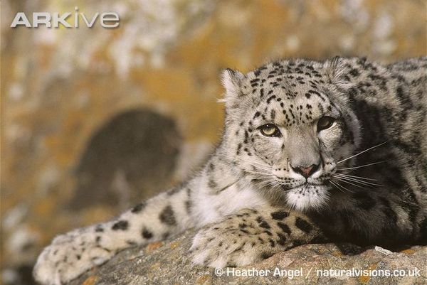 Стас Макаренко