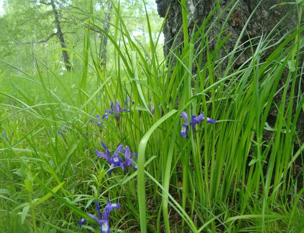 Тимофеева Галина