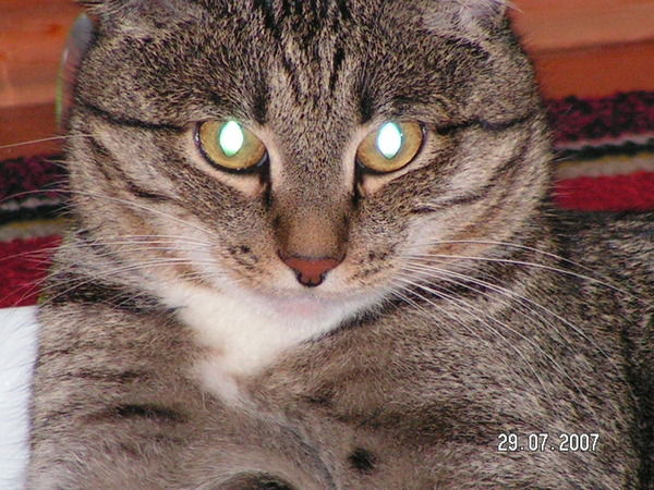 Евгений Штурман