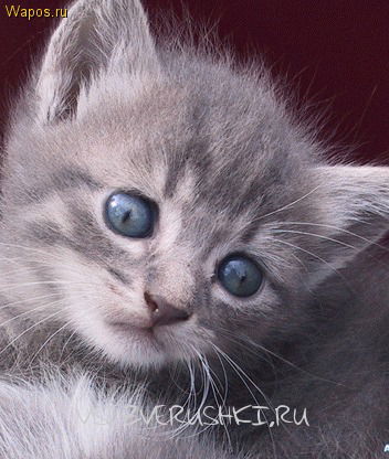 Севуха Асадова