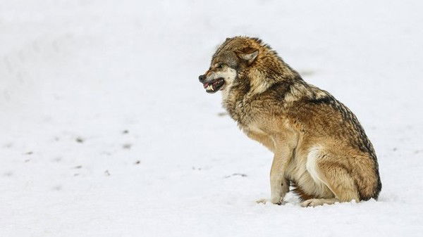 Альмира Болонина