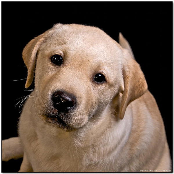 Иван Анатольевич