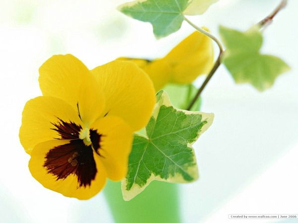 Анюта Шлыкова