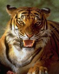 Вадим Магадеев