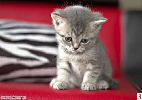 Раиса Николаева