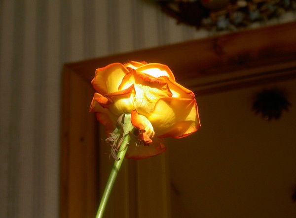 Ольга Морозова