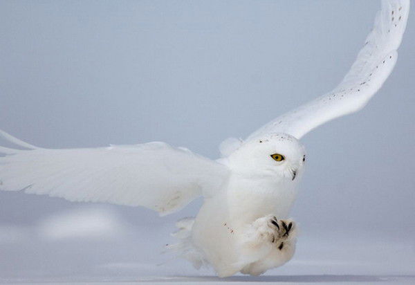 Сказочник *****