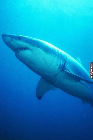 Евгений Сунцов