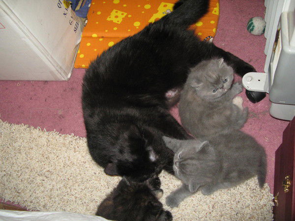 Анна Галишникова