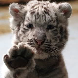 Анастасия Штыркова