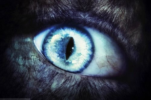 Сергей Колесников