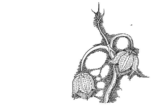 Никита Мажей