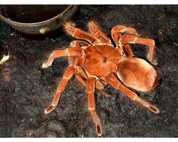 Павел Закржевский