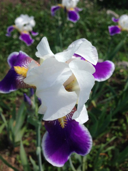 Анна Дайбова