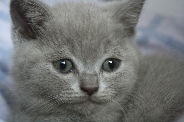 Елена Жовнерчук