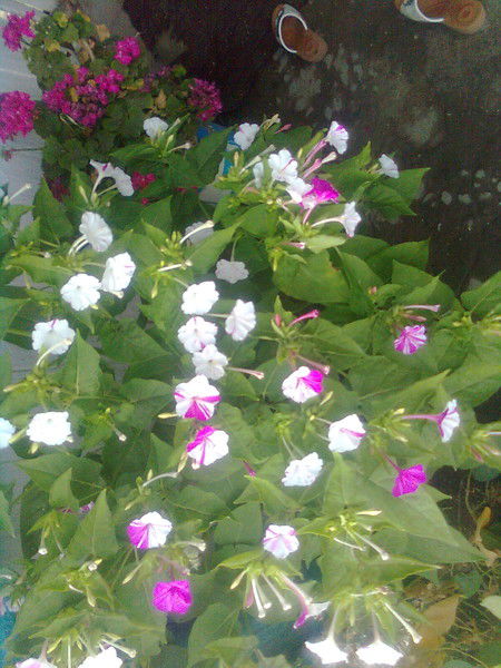 Динара Карибжанова