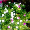 Динара Карибжанова