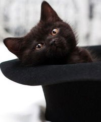 Роза Сайфутдинова