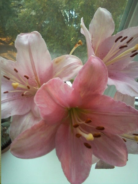 Галина Шайкина