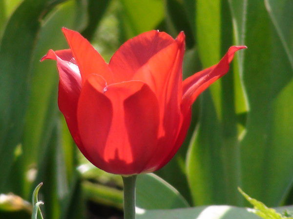 Цвяточек Аленькай