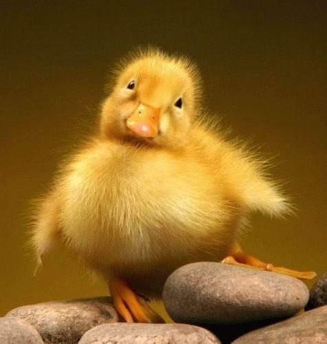 Ирина Быстрова