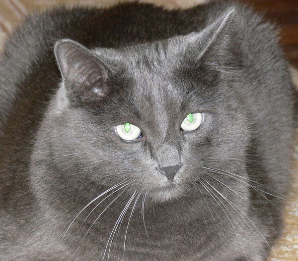 Марина Мамаева