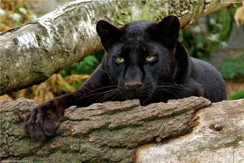 Элла Литвинова