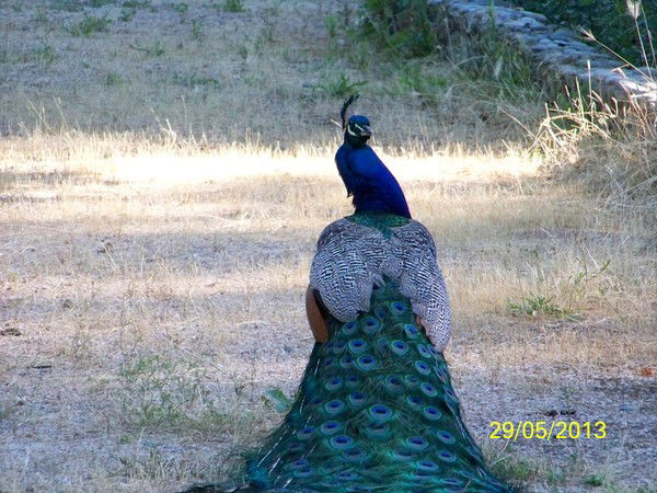 Шамсулло Аминов