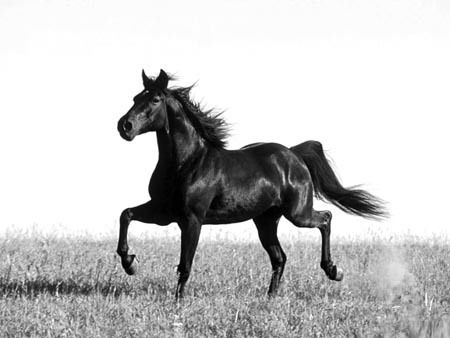 *александр *