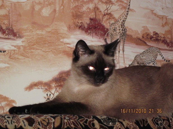 Анастасия Семенова