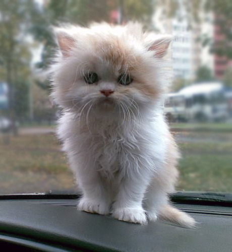 Karlygash Kondybaeva