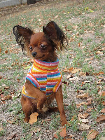 Надежда Шаклеина